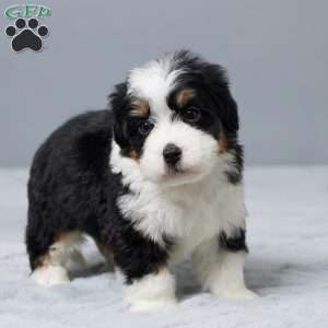 Theo, Mini Bernedoodle Puppy